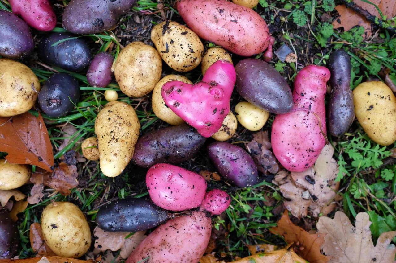 brambory mají i červené či fialové odrůdy