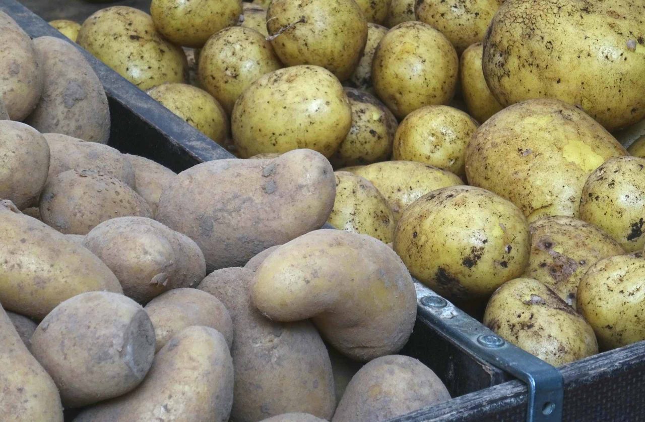 bramobory dělíme také podle období sklizně