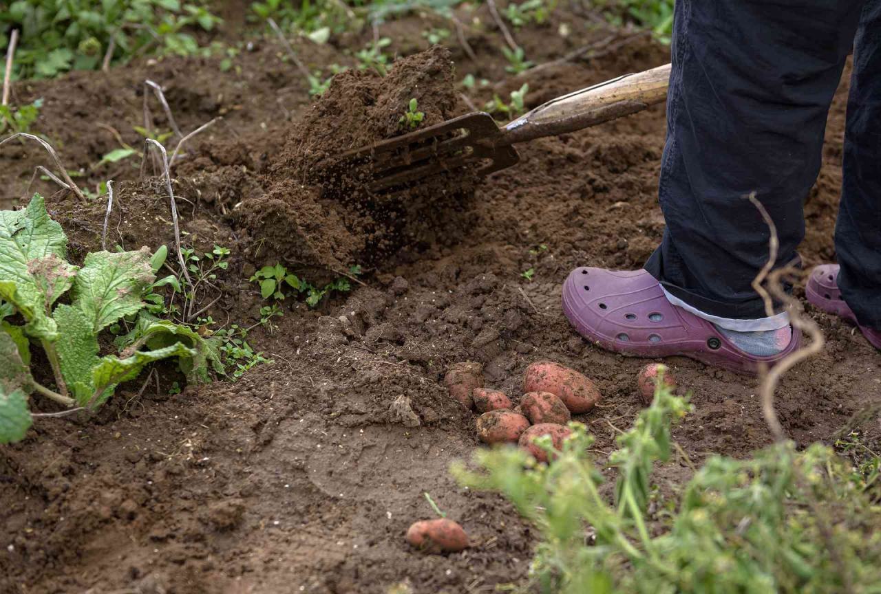 Brambory pěstujeme kvůli hlízám, které rostou pod zemí