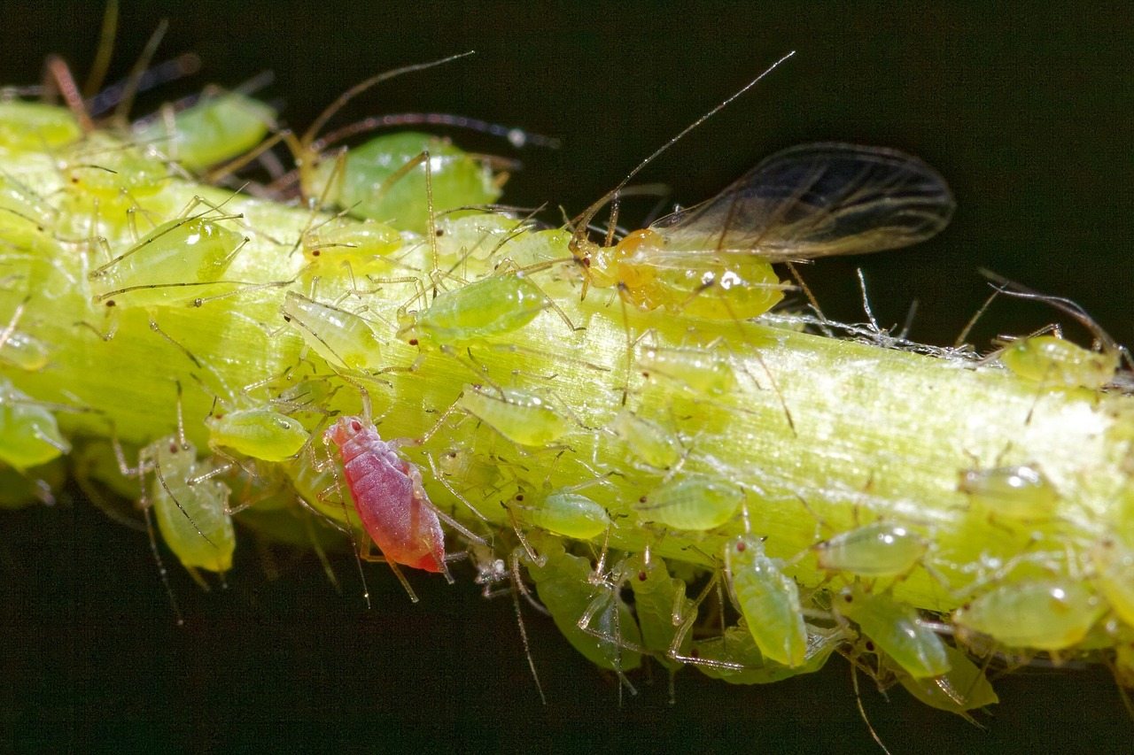 Proti mšicím pomáhá například levandule nebo aksamitník