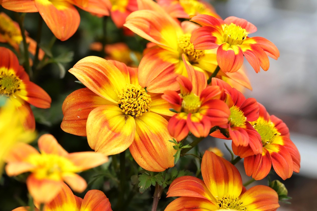 Čím osadit balkon - bidens