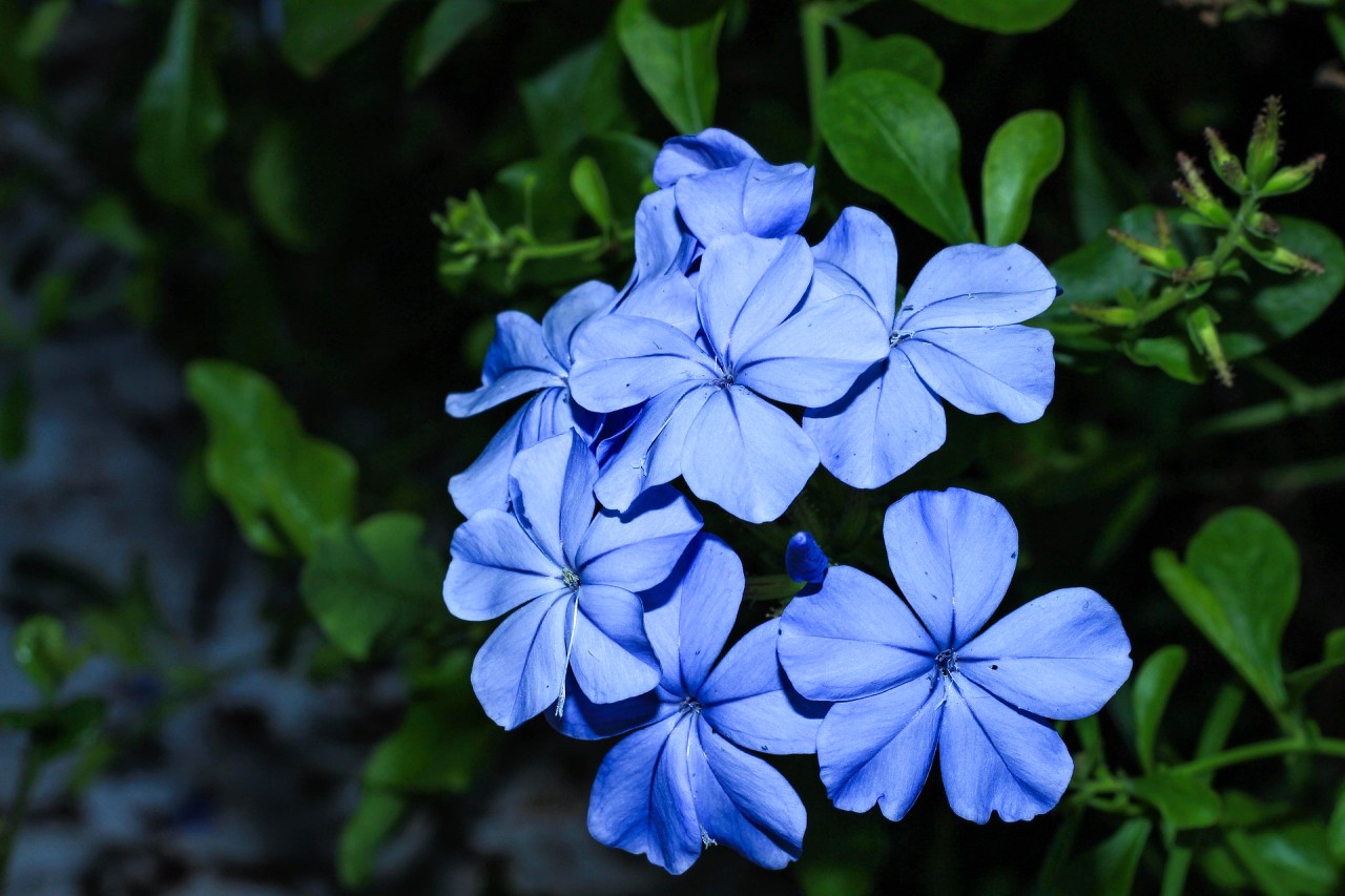 Čím osadit balkon - Plumbago
