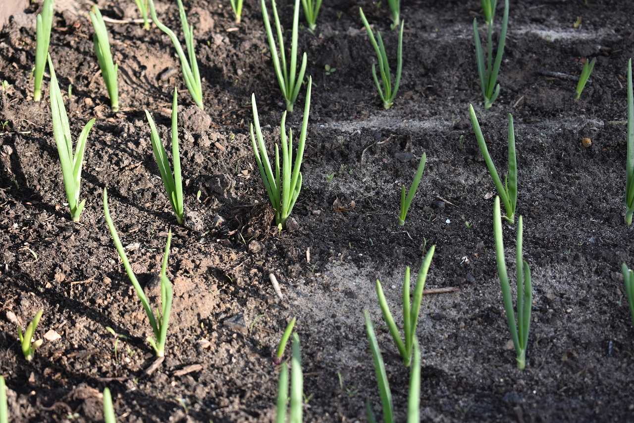 raná cibule se sklízí kvůli zelené nati