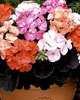 Zahradní květiny – Pelargonie neboli muškát